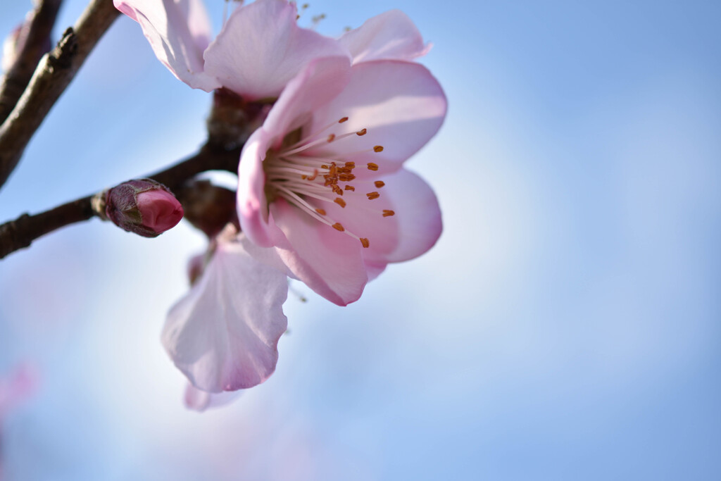 アーモンドの花が咲いた！