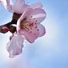 アーモンドの花が咲いた！