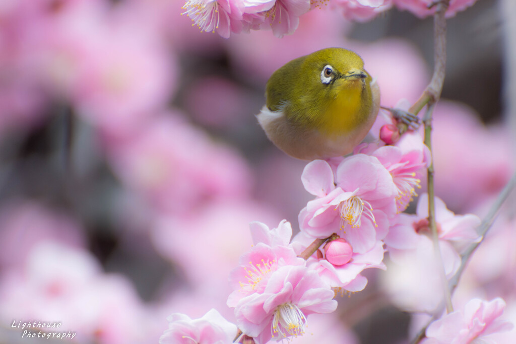 まる