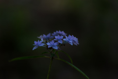 六甲の紫陽花