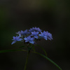 六甲の紫陽花