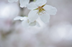 SAKURA　WHITE