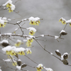 雪蝋梅