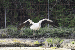 幸せを運ぶ鳥