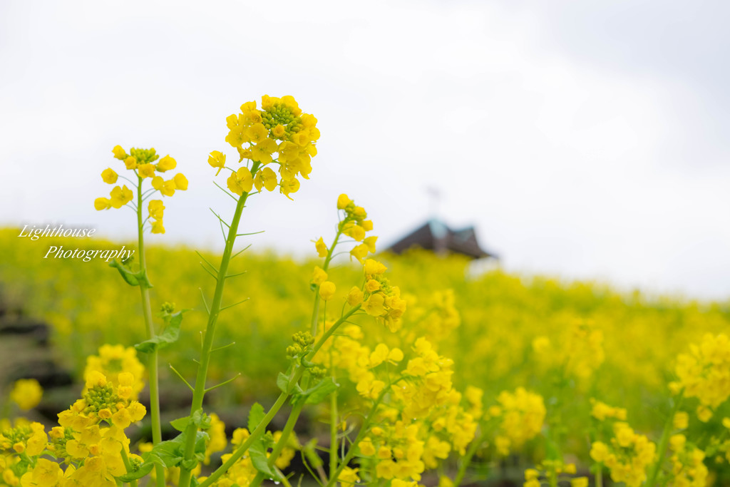 花のある風景～菜の花