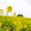 花のある風景～菜の花