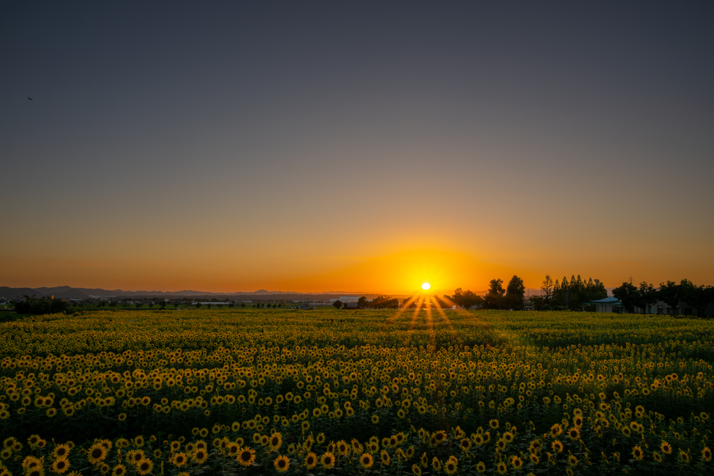 ひまわり畑の夕日