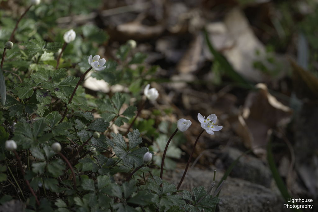 博士の愛した花
