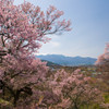 コヒガンザクラと中央アルプス