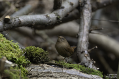 歩いて、歩いて