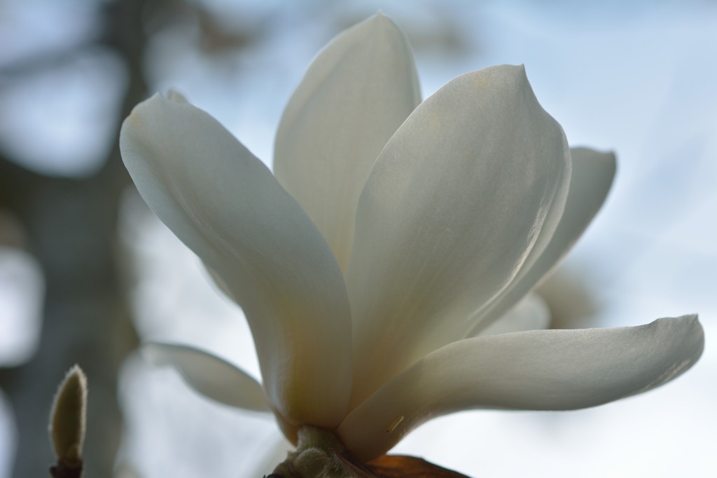 white magnolia