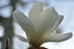 white magnolia