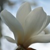 white magnolia