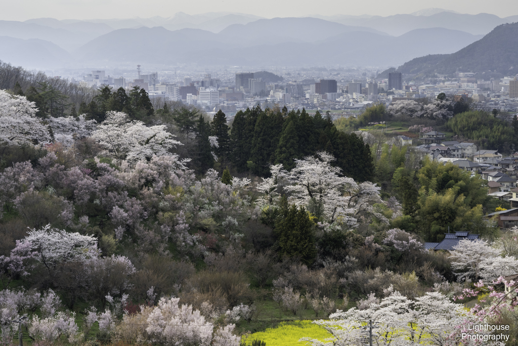 花見山