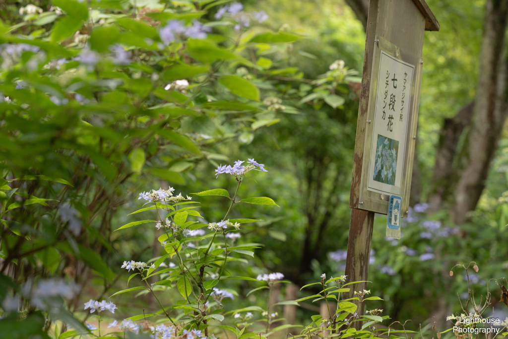 森の宝物