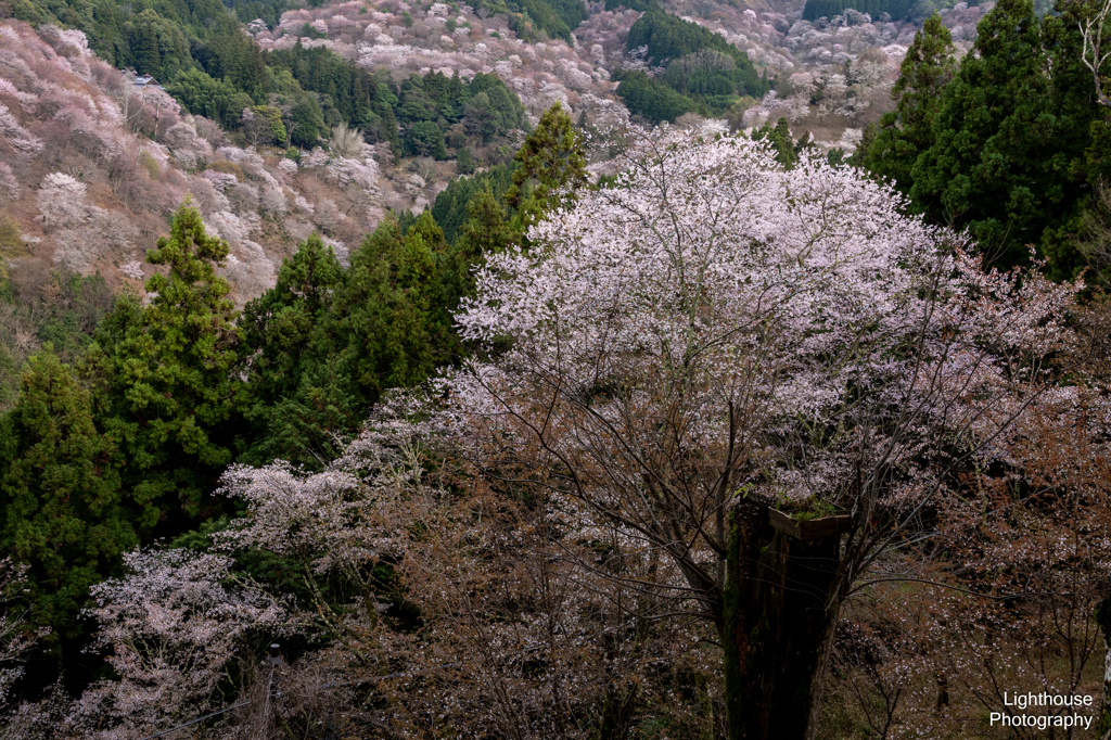 花の吉野山