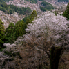 花の吉野山