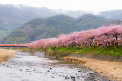 雨の河津桜