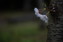 桜の髪飾り