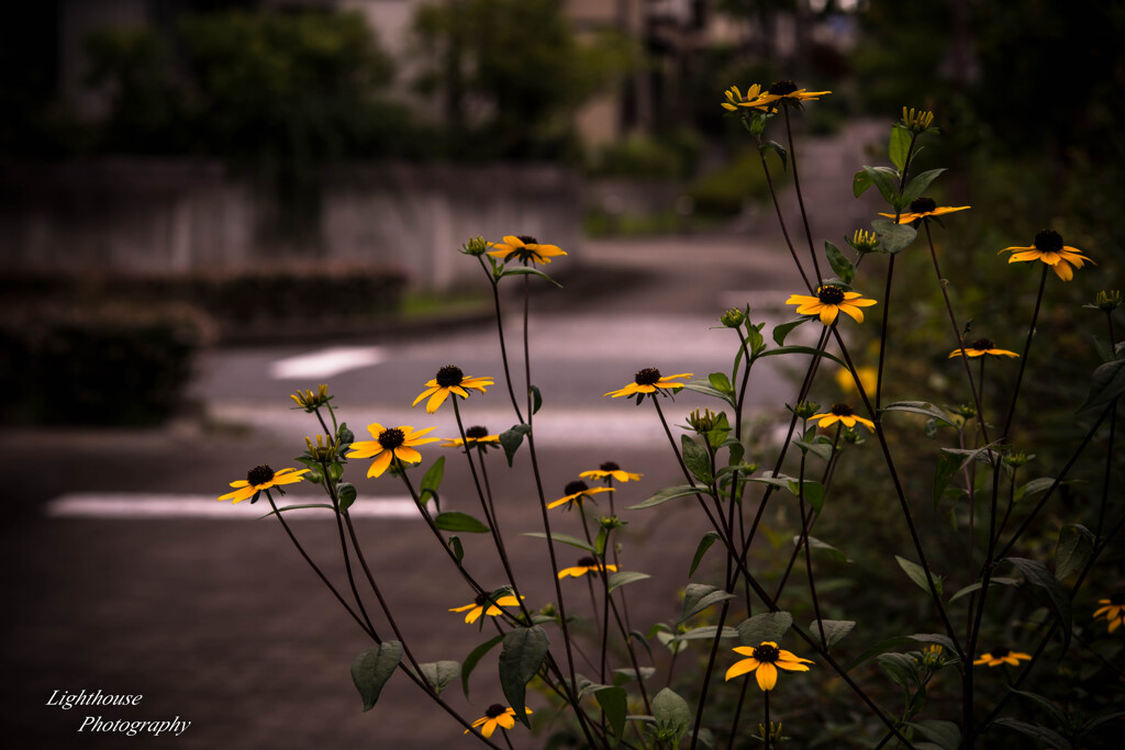 街角の花　‐黄色い花束‐