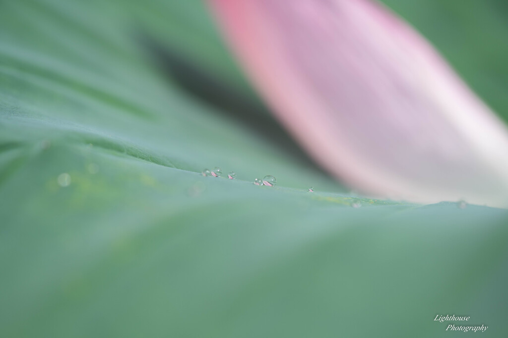 花びらの涙