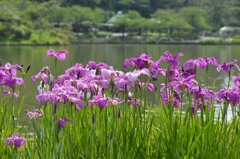 水辺の花菖蒲