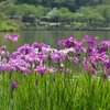 水辺の花菖蒲