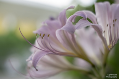 盛夏の花