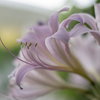 盛夏の花