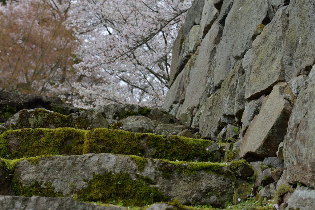 古城の桜　3