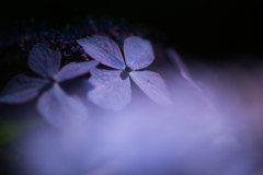 水無月の深紫