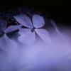 水無月の深紫