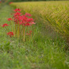 畦の花