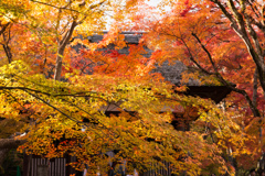 錦秋の常寂光寺