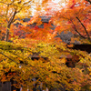 錦秋の常寂光寺