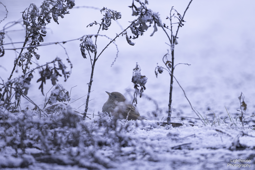雪道のカヤクグリ