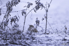 雪道のカヤクグリ