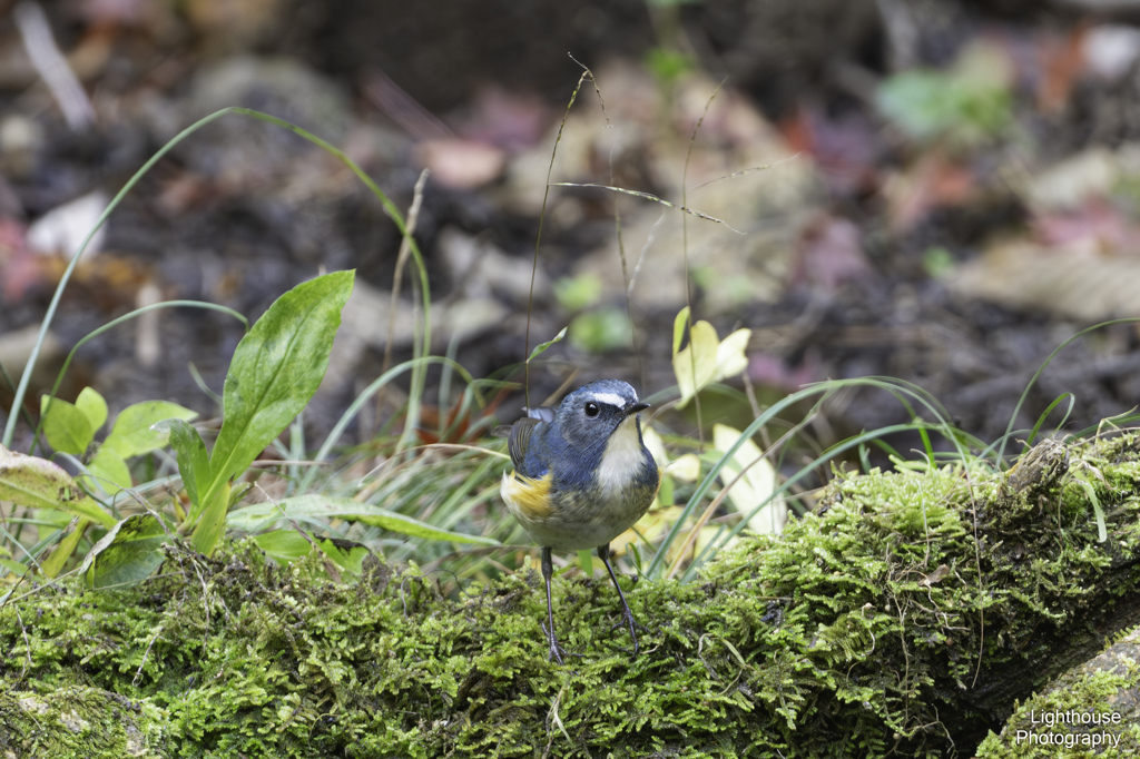 青い鳥を見つけたよ