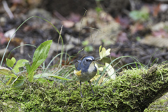 青い鳥を見つけたよ