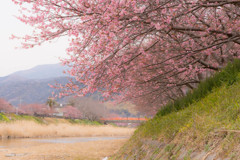 春の予感