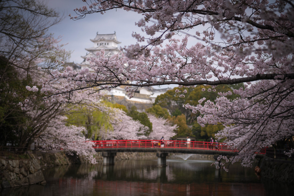 城の桜