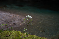 川辺の花