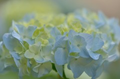 ♪　L'amour est bleu 　♪