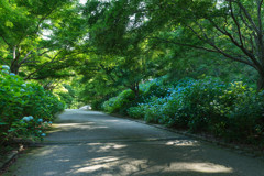 花のある風景～あじさい坂