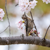 桜見上げて