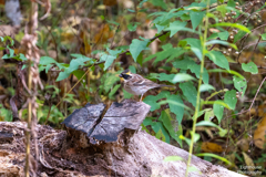 ミヤマホウジロ
