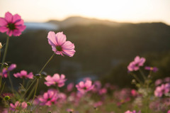 夕暮れコスモス