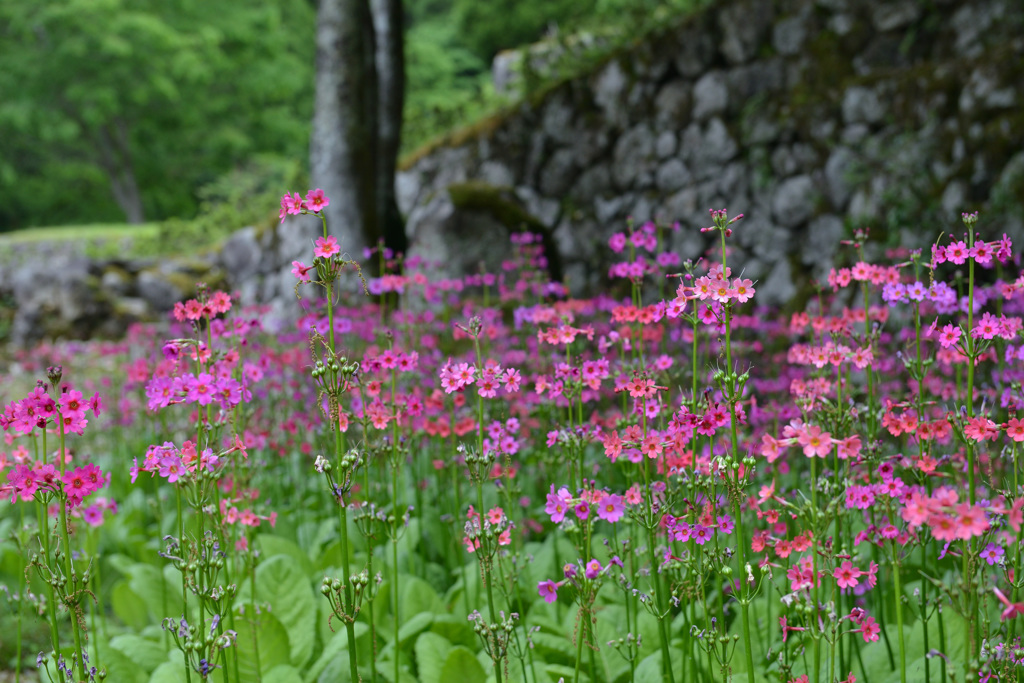 遺跡に咲く花