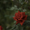 薔薇の香り