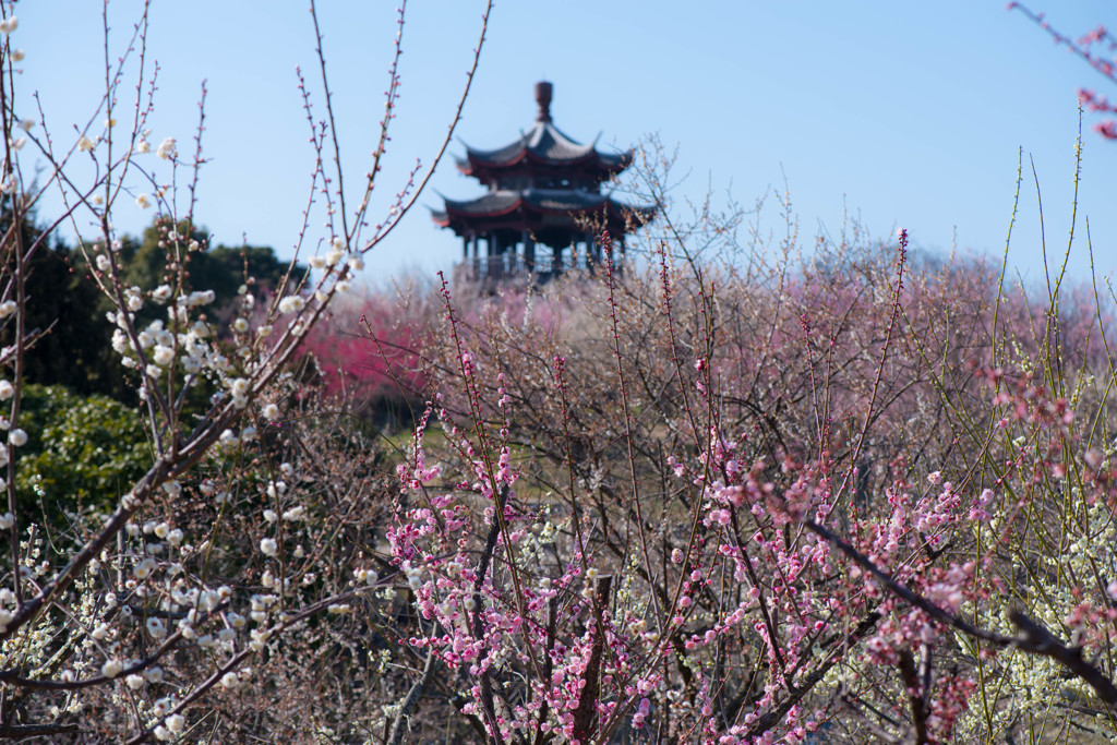 世界の梅公園